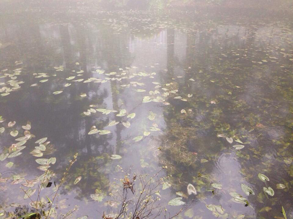 羽黒山　鏡池。古来より奉納されたとおよそ600面の銅鏡が出土している。この池から羽黒神が現れると言われている神秘的な池。