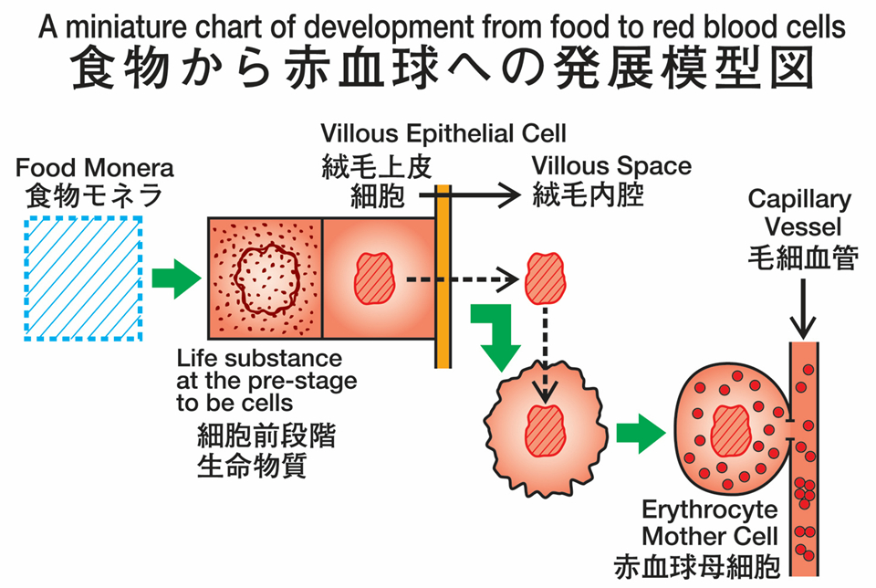 「腸管造血」発展模型図（森下） (1)